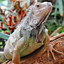 Iguane suivi bien être animal